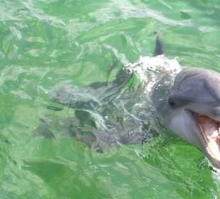 Delfin
