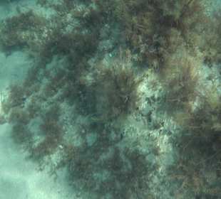 Glasbodenboot Tour Lindos