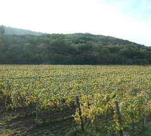 Bei einem Ausflug zur Insel Krk