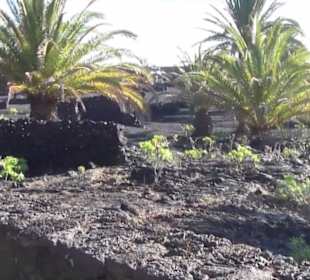 Fundacion Cesar Manrique