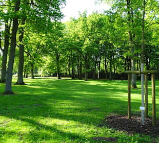 Hauptblüte im Rhododendronpark Bremen