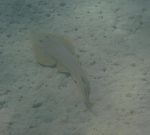 Lagune "Geigenrochen"