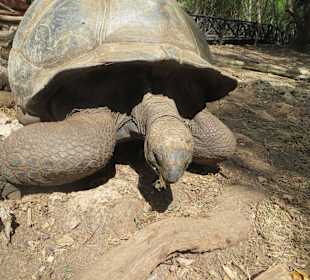 Die Schildkröten auf Prison Island