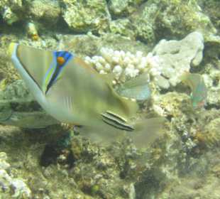 Picassodrückerfisch