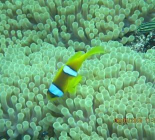 ORCA Dive Club Moreen Beach 