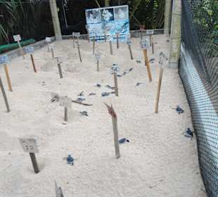 Schlupf auf Schildkrötenfarm