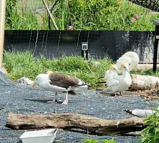 Verletzte Vögel