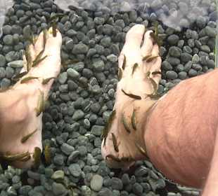 Fische bei der Arbeit (neben dem Hotel Be Live Grand Teguise