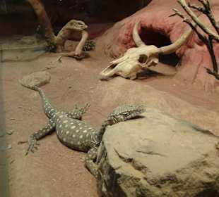 Stadtrundgang Sydney