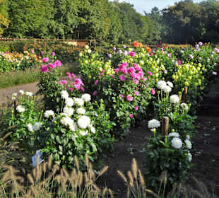 Impressionen aus dem Dahliengarten Hamburg