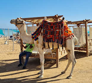 Strand Sahl Hasheesh