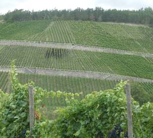 Bei einer Wanderung am Johannisberg Thüngersheim
