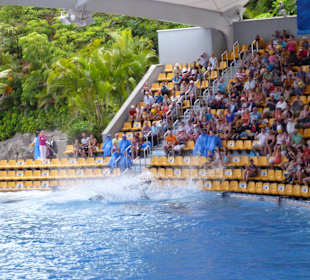 Orca Ocean Show
