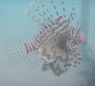 Schnorcheln Marsa Alam