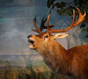 Vogel-und Jagdtierkunde