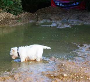 Eine säuft, die anderen Rennen durch 