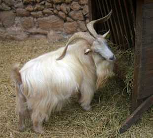 streichelbarer Ziegenbock