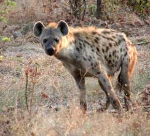 Hyäne
