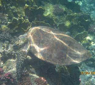 Schnorcheln Marsa Alam
