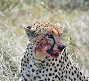 Gepard
