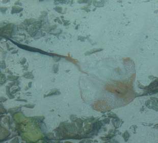 Sundowners Bar Bandos Island