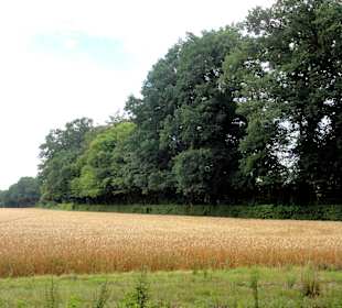 Wiesen und Weiden am Rand des Parks