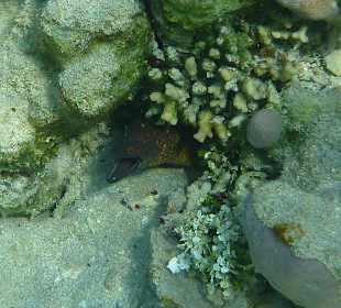 Riesenmuräne am Carnelia Beach Resort