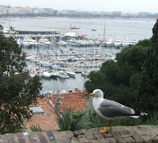 El puerto de Cannes