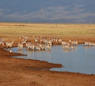 Tsavo Ost Zebras in der Morgensonne