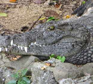 Sonnendes Krokodil 