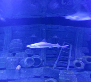 Kulisse:  Umweltfrevel 