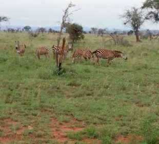 Sarova Salt Lick Game Lodge