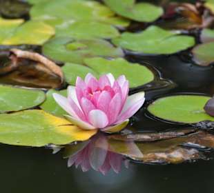 Jardín de Aclimatación de La Orotava