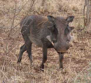 Warzenschwein im Krüger Nationalpark