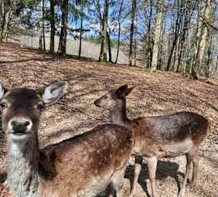 Wild- & Erlebnispark Daun 
