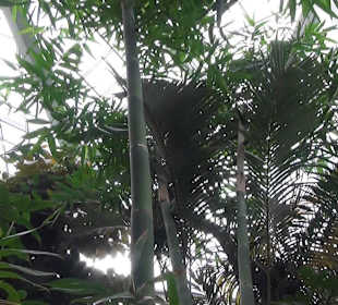 Tropicarium - Feuchte Tropen