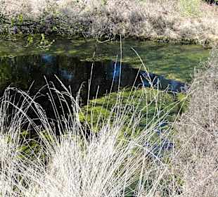 Rundgang durch das Hochmoor des Museums
