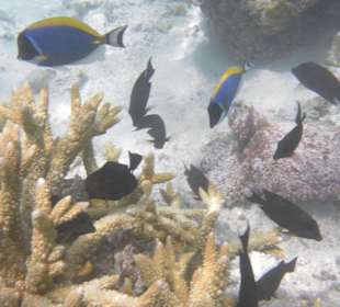 Blau-gelbe Fische