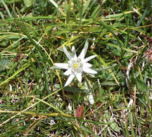 Edelweiss am Stevia