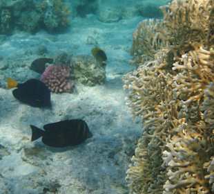 Innenriff Korallen