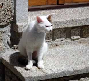 Rundgang durch die Altstadt von Tempio Pausania