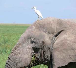 Elefant mit Besucher 