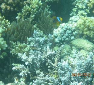 Am Hausriff direkt vor dem Hotel