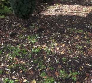 Kneippscher Sinnesgarten