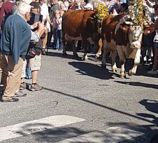 Wandern Reith im Alpbachtal	