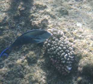 Poissons