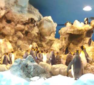Pinguine