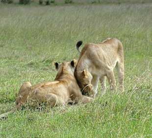 Löwinnen, die sich liebkosen!