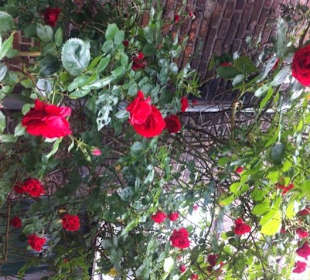 Gut Ringelsbruch: Juni ist Rosenzeit