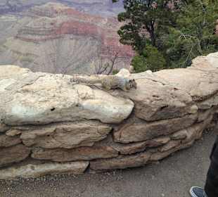 Grand Canyon - Squirrel